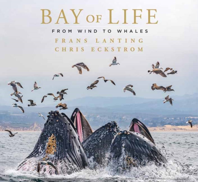 Book cover of: Bay of Life