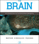 Brain