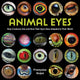 Book cover of: Animal Eyes. By: Françoise Vulpé