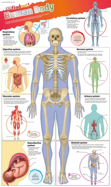 Book cover of: DKfindout! Human Body Poster