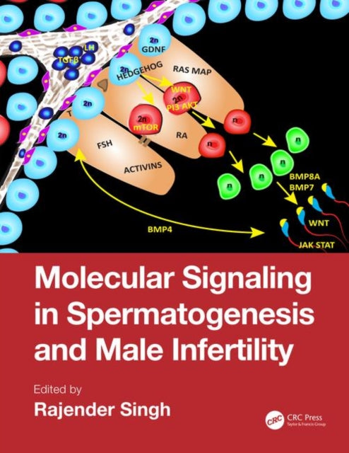 Book cover of: Molecular Signaling in Spermatogenesis and Male Infertility. By: Rajender Singh