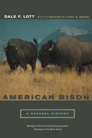 American Bison
