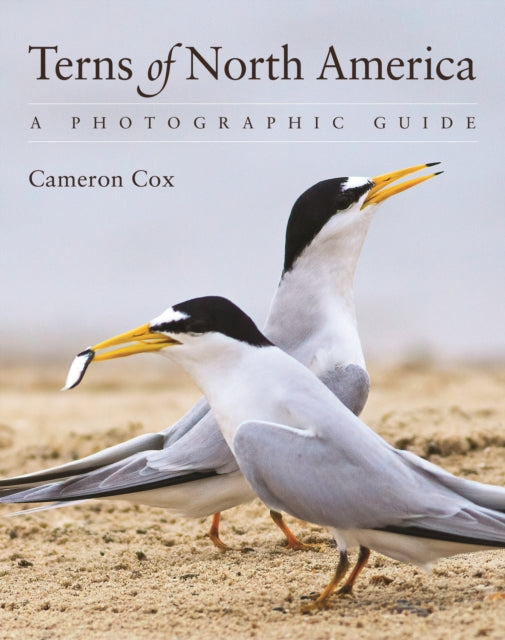 Book cover of: Terns of North America. By: Cameron Cox
