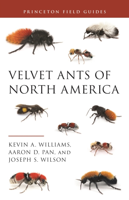 Book cover of: Velvet Ants of North America. By: Kevin A. Williams
