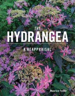 Hydrangea, A Reappraisal