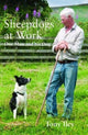 Sheepdogs at Work