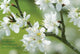 Book cover of: Blossom. By: Peony Press