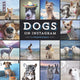 Book cover of: Dogs On Instagram. By: @dogsofinstagram