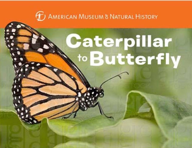 Book cover of: Caterpillar to Butterfly. By: Melissa Stewart