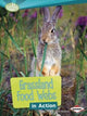 Grassland Food Webs in Action