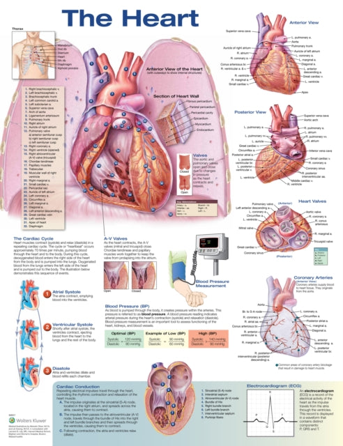 Book cover of: Heart Anatomical Chart. By: Anatomical Chart Company