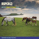 Book cover of: Rspca British Horses Ponies Square Wall