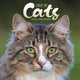 Book cover of: Love Of Cats Square Wall Sunday Start Ca