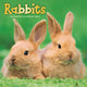 Book cover of: Rabbits Square Wall Sunday Start Calenda
