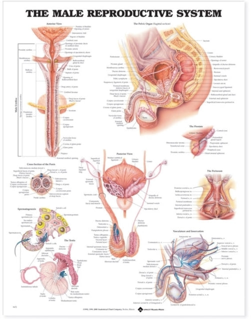 Book cover of: Male Reproductive System Anatomical Chart