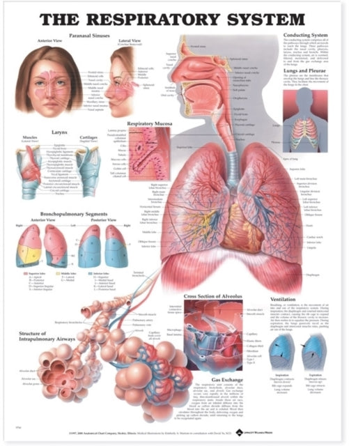 Book cover of: Respiratory System Anatomical Chart