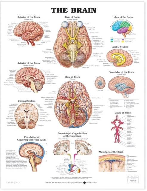 Book cover of: Brain Anatomical Chart