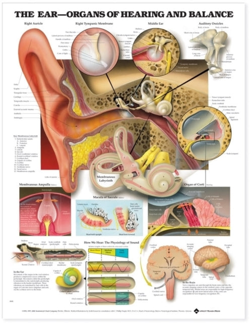 Book cover of: Ear: Organs of Hearing and Balance Anatomical Chart