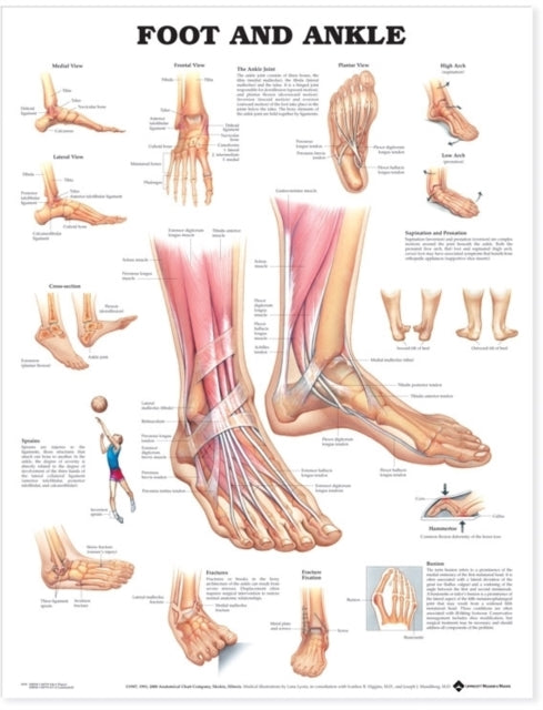 Book cover of: Foot and Ankle Anatomical Chart. By: Anatomical Chart Company