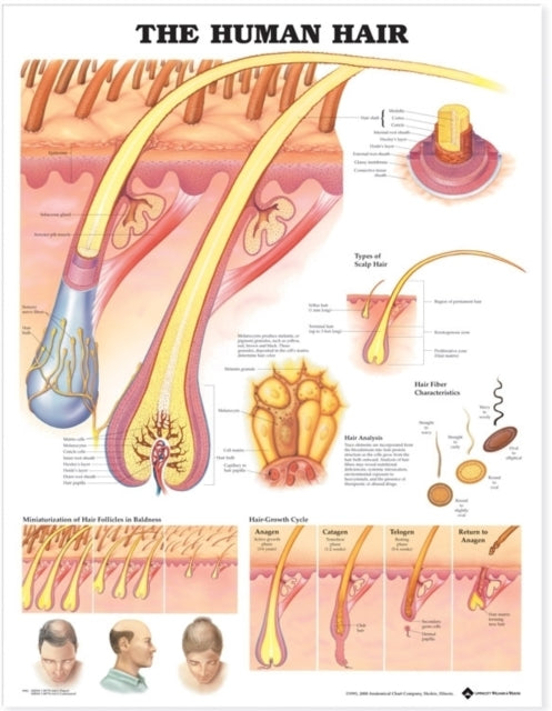 Book cover of: Human Hair Anatomical Chart. By: Anatomical Chart Company