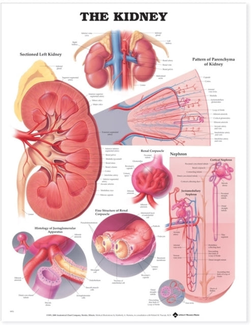 Book cover of: Kidney Anatomical Chart. By: Anatomical Chart Company