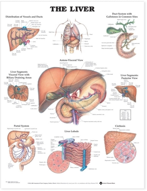 Book cover of: Liver Anatomical Chart. By: Anatomical Chart Company