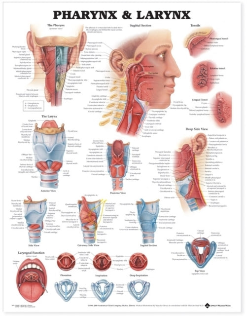 Book cover of: Pharynx & Larynx Anatomical Chart. By: Anatomical Chart Company