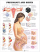 Book cover of: Pregnancy and Birth. By: Anatomical Chart Company