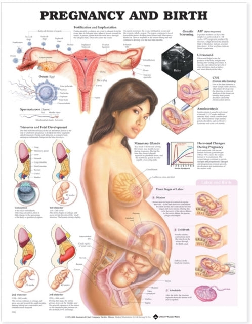 Book cover of: Pregnancy and Birth