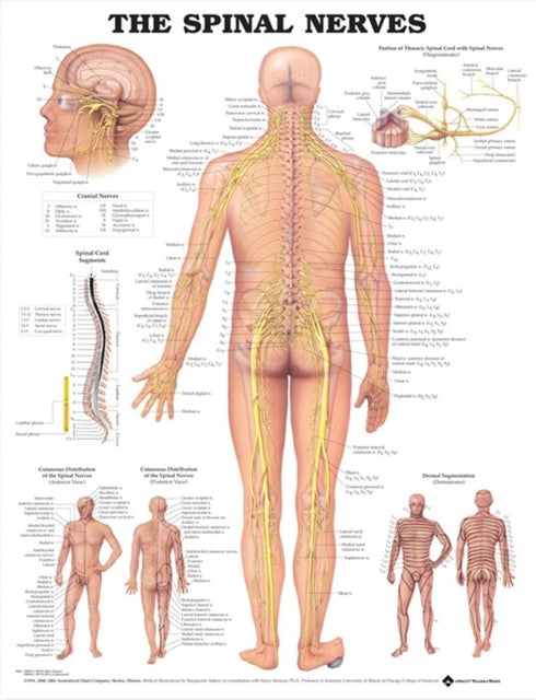 Book cover of: Spinal Nerves Anatomical Chart. By: Anatomical Chart Company