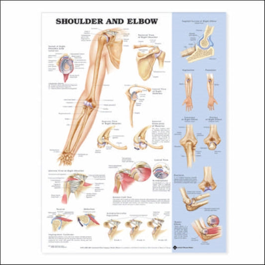 Book cover of: Shoulder and Elbow Anatomical Chart. By: Anatomical Chart Company
