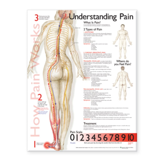 Book cover of: Understanding Pain Anatomical Chart. By: Anatomical Chart Company