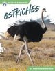 Book cover of: Ostriches. By: Marissa Kirkman