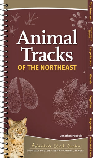 Animal Tracks of the Northeast