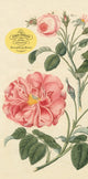 Book cover of: John Derian Paper Goods: Everything Roses Notepad. By: John Derian