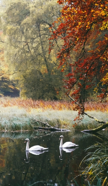 Book cover of: Swans of Faskally. By: Kristy Ashton