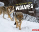 Book cover of: On the Hunt with Wolves. By: Sandra Markle