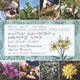 Book cover of: Edible and Medicinal Arctic Plants. By: Aalasi Joamie