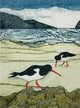 Wild Birds Pocket Notebook: Oystercatcher 9781780278469 Sarah Ross-Thompson