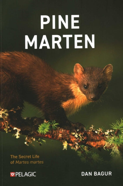 Pine Marten
