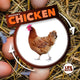Book cover of: Life Cycle of a Chicken. By: Kirsty Holmes