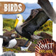 Book cover of: Birds. By: Robin Twiddy