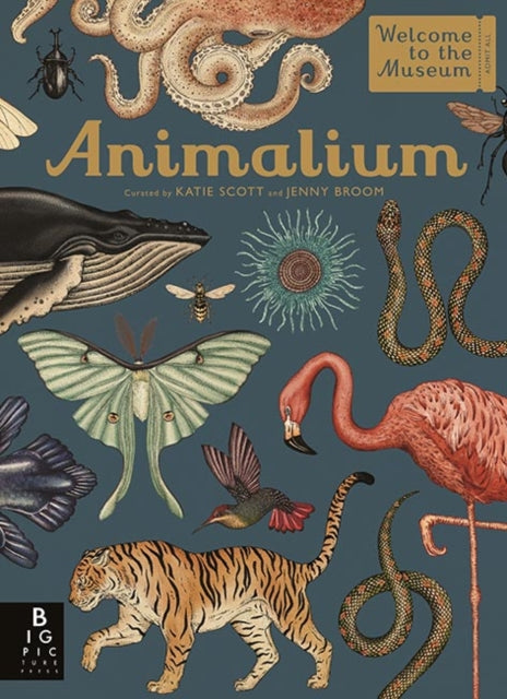 Animalium 9781787411647 Jenny Broom