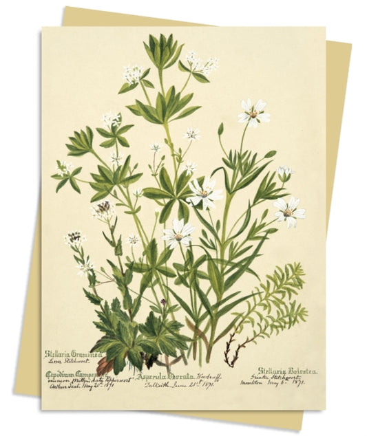 Book cover of: RBGE: Charlotte Cowan Pearson: Stitchworts, Woodruff and Pepperwort Greeting Card Pack