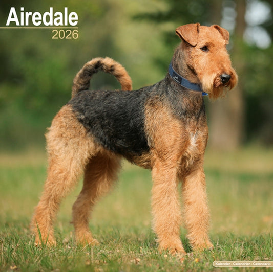 Book cover of: Airdale  Calendar 2026  Square Dog Breed Wall Calendar - 16 Month