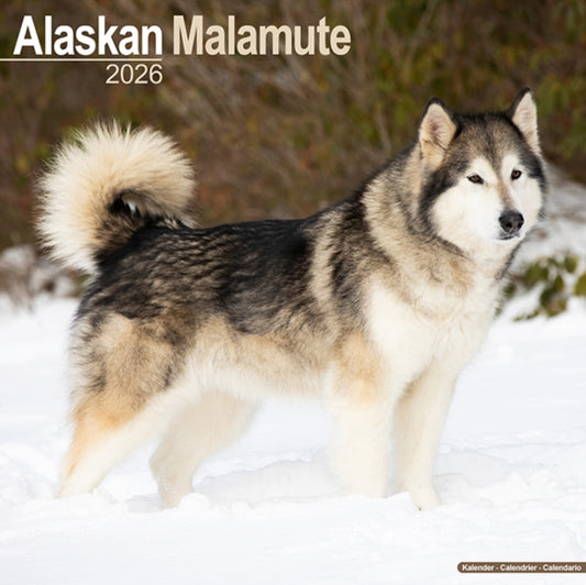 Book cover of: Alaskan Malamute Calendar 2026  Square Dog Breed Wall Calendar - 16 Month