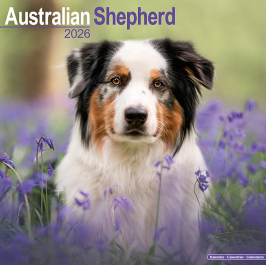 Book cover of: Australian Shepherd Calendar 2026  Square Dog Breed Wall Calendar - 16 Month
