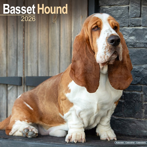 Basset Hound Calendar 2026 Square Dog Breed Wall Calendar - 16 Month