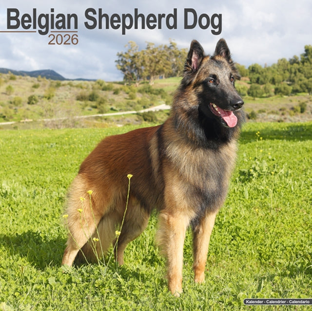 Book cover of: Belgian Shepherd Dog Calendar 2026  Square Dog Breed Wall Calendar - 16 Month