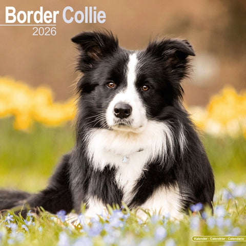 Border Collie Calendar 2026 Square Dog Breed Wall Calendar - 16 Month